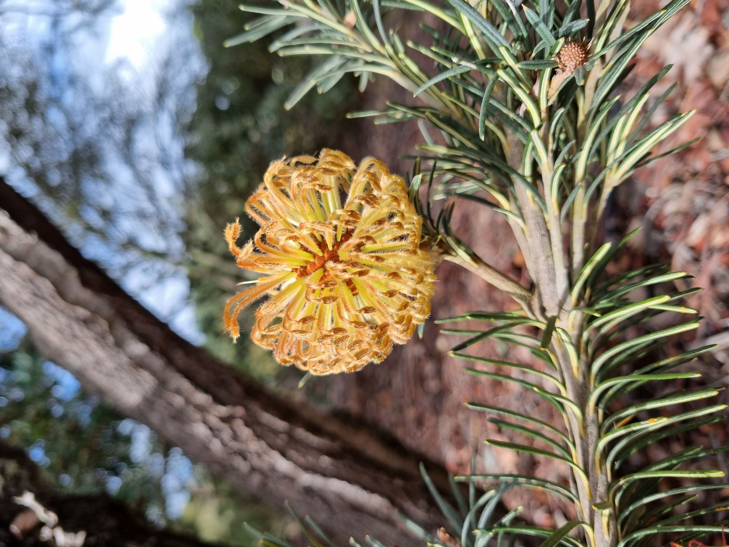 sphaerocarpa var latifolia P2